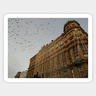 Pigeons, Argyle Street, Glasgow Sticker